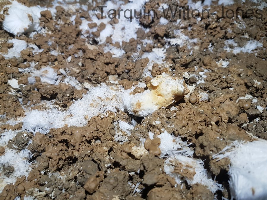 Appears to be a gypsum geode-like structure rather than CCC.